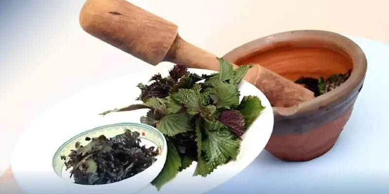 chữa thoát vị đĩa đệm bằng lá tía tô