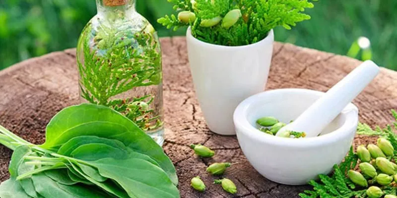Đắp thuốc chữa thoát vị đĩa đệm