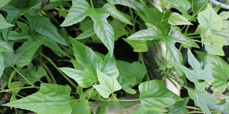 Chữa thoát vị đĩa đệm bằng lá chìa vôi